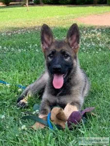 German Shepherd Dog puppies for sale