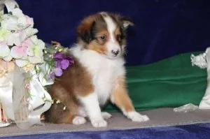 Male and Female Shetland Sheepdog Pups for sale