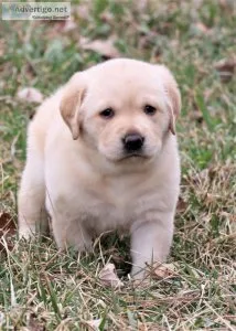 Labrador Retriever puppies for sale