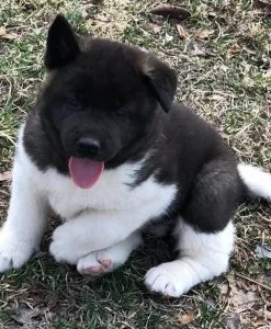 American Akita puppies available