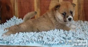 Purebred Shiba Inu Puppies