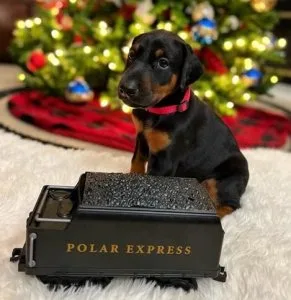 Hilarious Doberman Pinscher Puppies For New Home