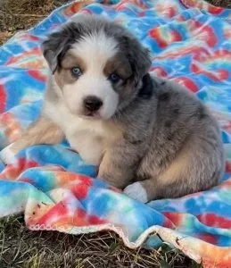 AKC and Health tested Australian Shepherds