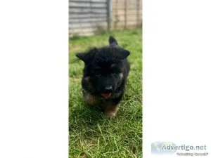 Handsom German Shepard puppies for sale