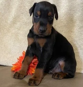 Beautiful Black and Rust Doberman pinscher  Puppies