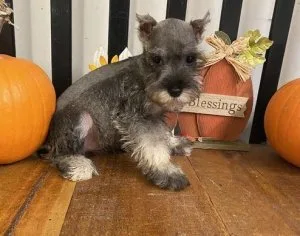 Stunning AKC Registered Miniature Schnauzer Puppies