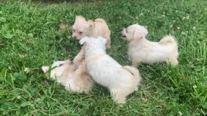 Chorkie puppies 6 weeks old