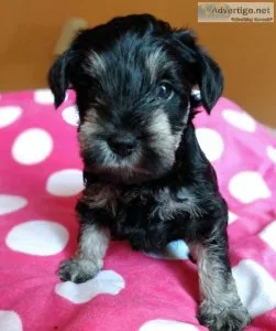 AKC Miniature Schnauzer puppy (Franky)