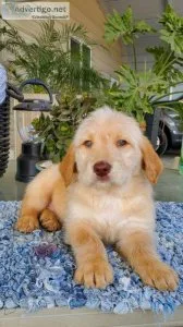 Cute Friendly Labradoodle Puppies