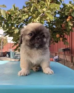 Outstanding male and female pekingese Pups for sale