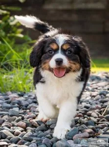 Cavalier King Charles puppies for sale