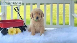 Golden Retriever puppies for sale