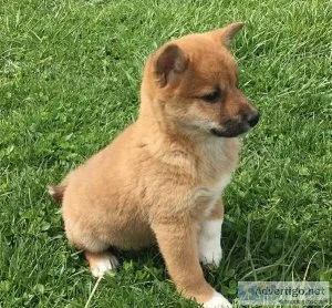 AWESOME SHIBA INU PUPPIES
