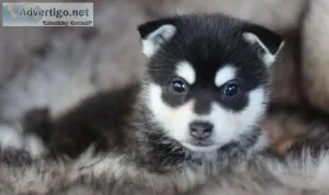 Frantic Alaskan Klee Kia Puppies