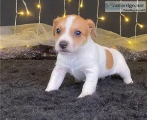 Stunning Jack Russell puppies