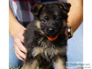 German German Shepard puppies for sale