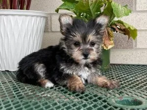 Adorable Morkie AKC Reg Male and Female