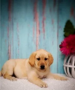 4 beautiful AKC registered Labrador puppies