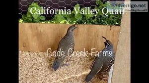 Quail chicks
