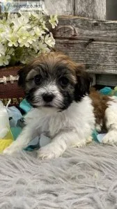 AKC Pedigree Havanese puppies Fully Vaccinated