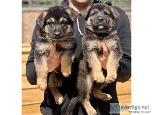Tony German Shepard puppies for sale