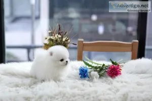 Two Awesome T-Cup Pomeranian Puppies