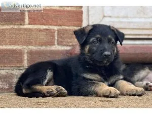 Topclass German Shepard puppies for sale