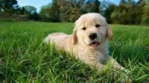 Amazing golden retrievers puppies ready for sale delivery and sh