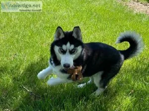 Siberian Husky puppies for sale