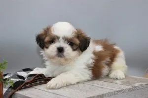 Beautiful shihtzu puppies