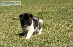 AKC Champion Bloodline Akita Puppies