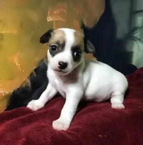 Beautiful chihuahua Akc girls AND BOYS