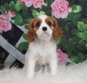 AKC Registered Cavalier King Charles Puppies