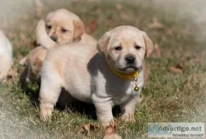 Labrador Retriever puppies for sale
