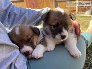 Beautiful Baby Pembroke Welsh Corgis...9707958918