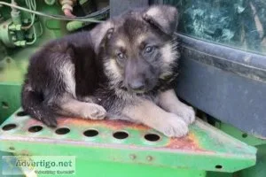 Registered Purebred German Shepherd Puppies