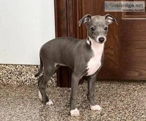 Beautiful Cream Italian Greyhound Puppy
