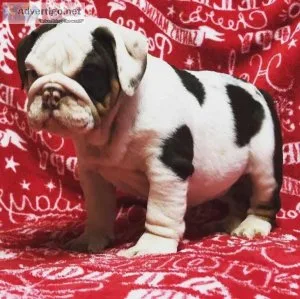 Cute English Bulldog puppies ready for their new home.