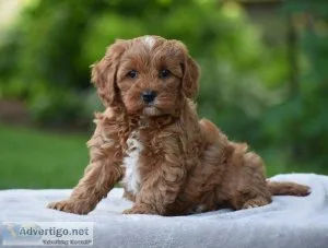 Cavalier King Charles puppies for sale