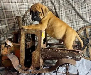 KC Bullmastiff PUPPIES