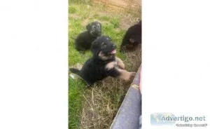 West German Shepard puppies for sale