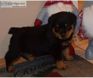 Great bloodlines German rotties