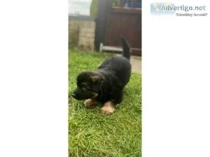 TWO German Shepard puppies for sale
