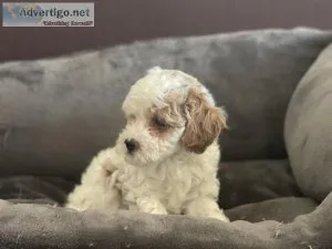 Adorable Maltipoo puppies
