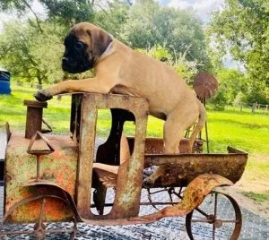 Beautiful Healthy AKC registered Bullmastiffs