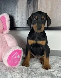 AKC Registered Top Quality Doberman Puppies