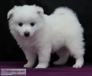 Expensive American Eskimo Puppies