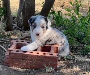 Precious Australian Shepherd Puppies Ready Now