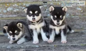 Black and white Alaskan Klee Kai Puppies