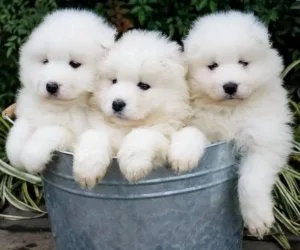 Well Trained Samoyed Puppies Available
